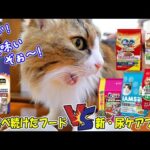 猫は同じフードを与え続けるとストレスで○○になる⁉ボス吉に新しい尿ケアフードで食いつき検証をした結果、これまでの健康管理を根本から見直さなければならなくなりました🐈(YouTube)