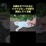 お腹をモフられるとナメナメキック攻撃で抵抗してくる猫 #猫 #ねこ #cat(YouTube)