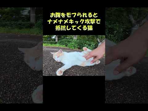 お腹をモフられるとナメナメキック攻撃で抵抗してくる猫 #猫 #ねこ #cat(YouTube)