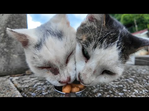 【λ頭のワル知恵猫】友情そっちのけでキジ白猫のオヤツまで秒で強奪する瞬間がコチラ(YouTube)
