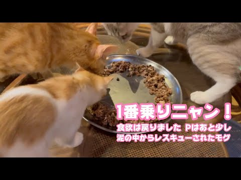 朝ごはん一番乗りニャン！ 食欲は戻ってPはあと少しです  泥の中からレスキューされたモグ    2025 08 06 1(YouTube)