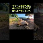 クリーム猫が人間に少しだけモフられて崖の上に帰っていく #猫 #ねこ #cat(YouTube)