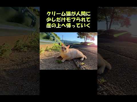 クリーム猫が人間に少しだけモフられて崖の上に帰っていく #猫 #ねこ #cat(YouTube)