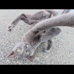 ロシアンブルーみたいな猫が人間の隙をついてマイクを奪おうとする(YouTube)