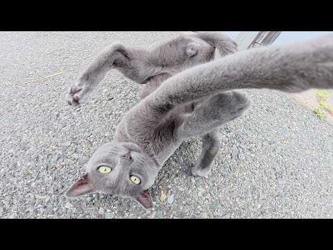 ロシアンブルーみたいな猫が人間の隙をついてマイクを奪おうとする(YouTube)