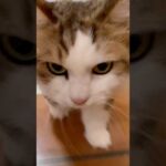 呼ばれて飛び出て・・・(YouTube)
