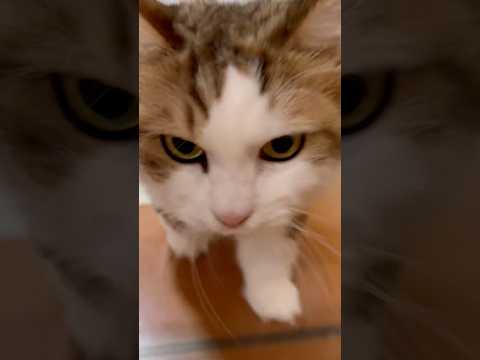 呼ばれて飛び出て・・・(YouTube)