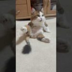 今日もぬいぐるみ、動いてます(YouTube)