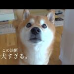 パパ不在で柴犬が下した決断が、柴犬すぎる。(YouTube)