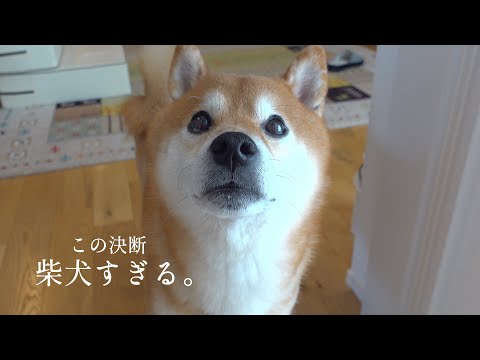 パパ不在で柴犬が下した決断が、柴犬すぎる。(YouTube)