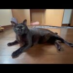 この世の終わりみたいだった猫が奇跡の復活！(YouTube)