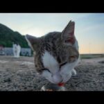 防波堤でちゅーるを食べるよく喋る猫ちゃん、先輩猫がやってきて横取りされる(YouTube)