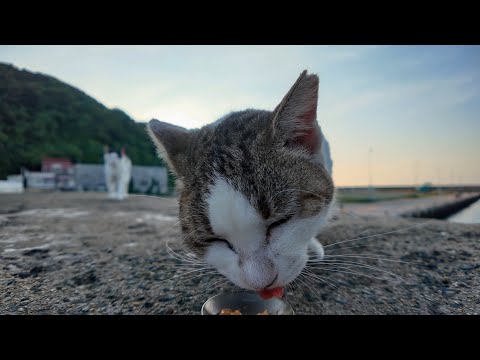 防波堤でちゅーるを食べるよく喋る猫ちゃん、先輩猫がやってきて横取りされる(YouTube)