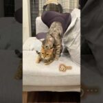ホモォしたいのに邪魔されてしまう猫 #ベンガル #ルトロゼ #cat(YouTube)