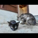フェリー待合室の涼しい日陰でくつろぐ猫たちが癒しすぎる件🐾☀️(YouTube)