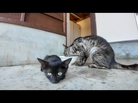 フェリー待合室の涼しい日陰でくつろぐ猫たちが癒しすぎる件🐾☀️(YouTube)