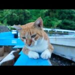 ボートの上の猫ちゃん、人懐っこくて自分からモフられに来た！(YouTube)