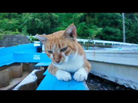 ボートの上の猫ちゃん、人懐っこくて自分からモフられに来た！(YouTube)