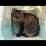 イジメられて大怪我してた野良猫を保護しました。(YouTube)