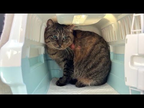 イジメられて大怪我してた野良猫を保護しました。(YouTube)