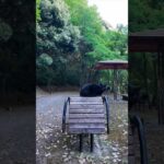 山奥の休憩所にいる黒猫ちゃんはここで休む人を癒やしてくれます(YouTube)