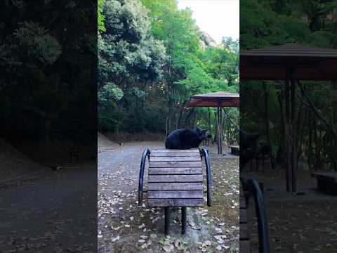山奥の休憩所にいる黒猫ちゃんはここで休む人を癒やしてくれます(YouTube)
