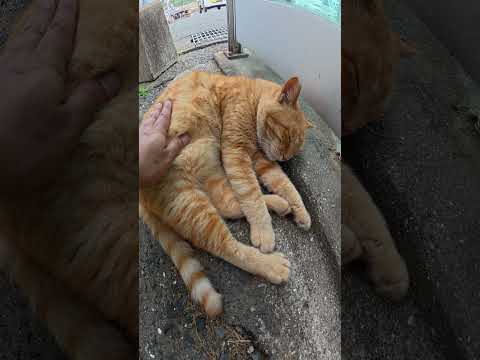 電話ボックスの裏で茶トラ猫が丸まっていた #猫 #ねこ #cat(YouTube)