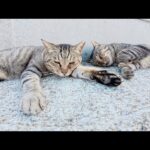 潮風を感じながらスヤスヤとお昼寝する猫達(YouTube)