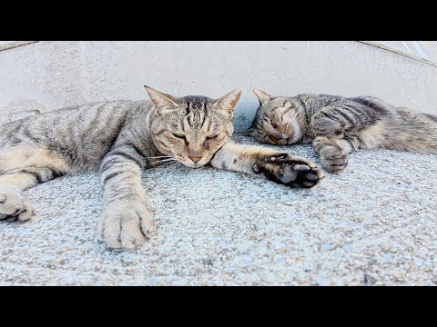 潮風を感じながらスヤスヤとお昼寝する猫達(YouTube)