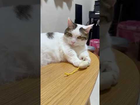 あっ隠してたのに(YouTube)