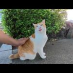広場に集まっていた猫達がパートナーを見つけて仲良くくつろぐ(YouTube)