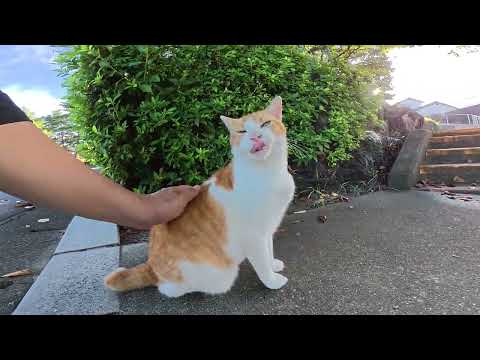 広場に集まっていた猫達がパートナーを見つけて仲良くくつろぐ(YouTube)