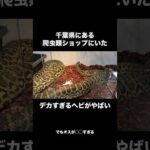 千葉県にある爬虫類ショップにいたデカすぎるヘビがやばい(YouTube)