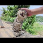 堤防のてっぺんまで駆け上ってモフられに来るキジトラ猫(YouTube)