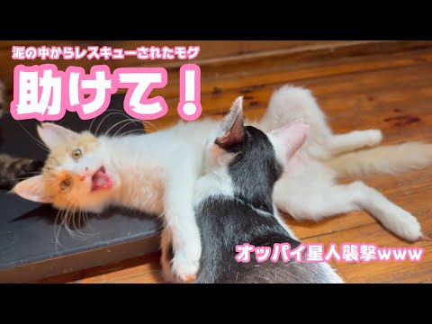 助けて～～！ オッパイ星人襲撃中www  泥の中からレスキューされたモグ  2025 08 27 2(YouTube)