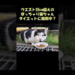 ウエスト55cm超えのぽっちゃん猫ちゃん、ダイエットに挑戦中？ #猫 #ねこ #cat(YouTube)