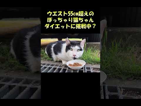ウエスト55cm超えのぽっちゃん猫ちゃん、ダイエットに挑戦中？ #猫 #ねこ #cat(YouTube)