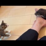 子猫に少しずつ歩み寄ろうと様子を見られるカワウソ Kitten trying to walk up to an otter(YouTube)