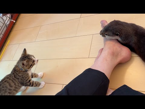 子猫に少しずつ歩み寄ろうと様子を見られるカワウソ Kitten trying to walk up to an otter(YouTube)