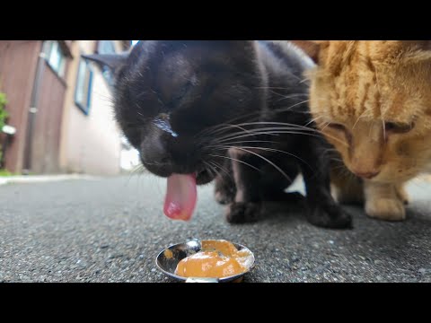 路地裏の茶トラ猫と黒猫仲良しコンビにオヤツの差入れしてきた(YouTube)