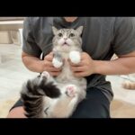 丸一日お留守番させられたのが不満でぶつぶつ文句言ってくる猫が可愛すぎましたw(YouTube)