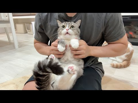 丸一日お留守番させられたのが不満でぶつぶつ文句言ってくる猫が可愛すぎましたw(YouTube)