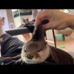 カワウソの嫉妬心とそれを観察する子猫 The otter’s jealousy and the kitten observing it(YouTube)