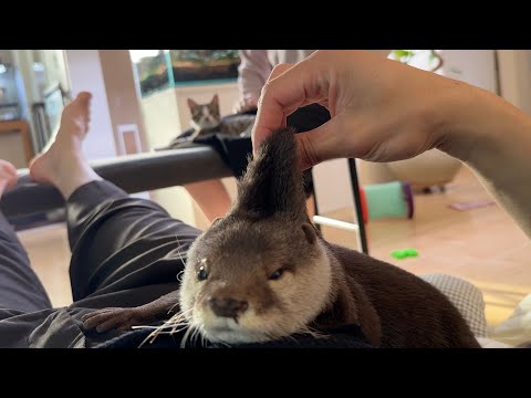 カワウソの嫉妬心とそれを観察する子猫 The otter’s jealousy and the kitten observing it(YouTube)