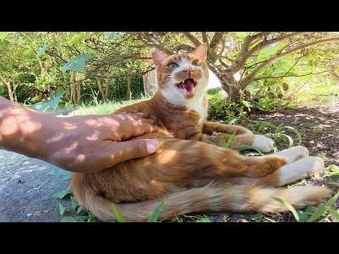 ドロボー髭の茶シロ猫が元気な声で「モフって！」と要求してきた(YouTube)