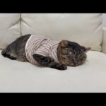 保護した猫の体調が急変してしまいました。(YouTube)