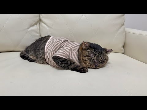 保護した猫の体調が急変してしまいました。(YouTube)