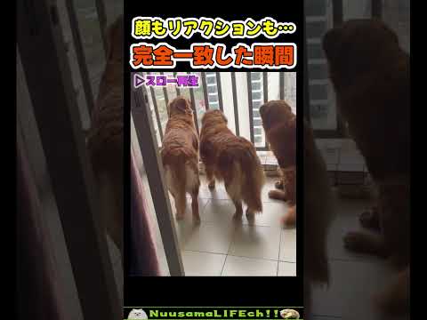 高所ドッキリ、ビビりワンワンGP😂【芸人犬】 #犬 #dog(YouTube)
