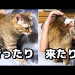 寝てしまった飼い主の側を行ったり来たり甘える猫が可愛すぎました(YouTube)