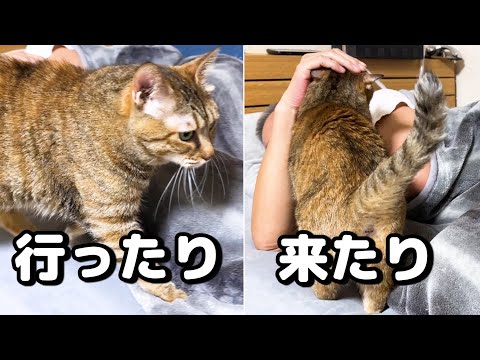 寝てしまった飼い主の側を行ったり来たり甘える猫が可愛すぎました(YouTube)